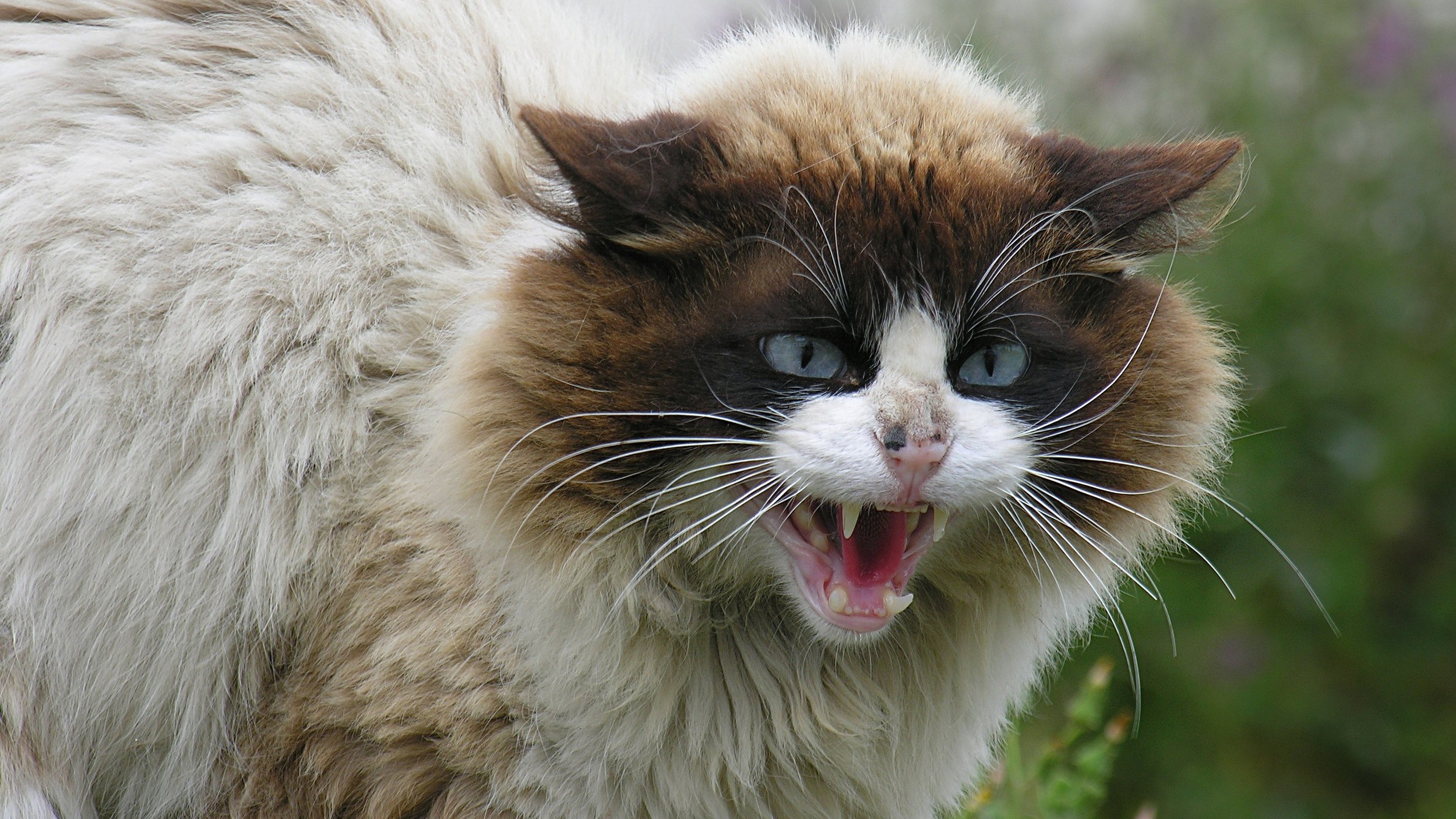 Aggresjon hos katter