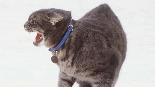 Katter som er aggresive mot mennesker