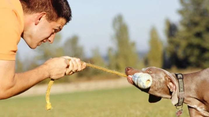 Er du aggressiv, blir hunden din det også