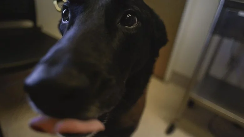 Avlivning av hunder med atferdsproblemer