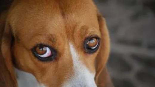 Skal, skal ikke kastrere?