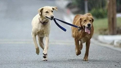 Båndtvang og atferd