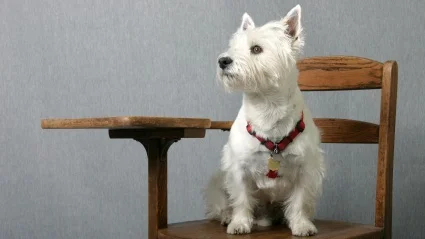 Sikkerhetstiltak – aggresjon ovenfor mennesker