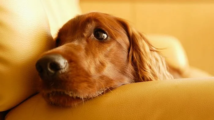 Differensialdiagnoser på noen utvalgte atferdsproblemer - Hund