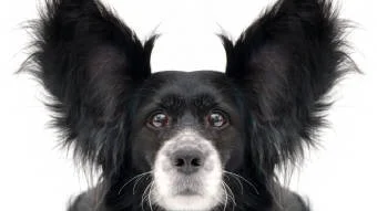 Nyttårsaften – et mareritt for mange hunder