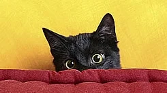 Nyttårsaften – et mareritt for mange katter