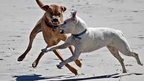 Hvorfor er det galt å bruke dominansteori for å forklare atferd hos hunder?