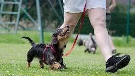 Er det forskjellig å trene hunder med atferdsproblemer enn hunder som skal lære nye ferdigheter?