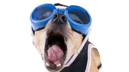 Hunder som masturberer