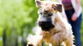 Hypotyriodisme og atferdsproblemer