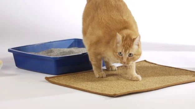 Katter som har sluttet å bruke kattetoalettet