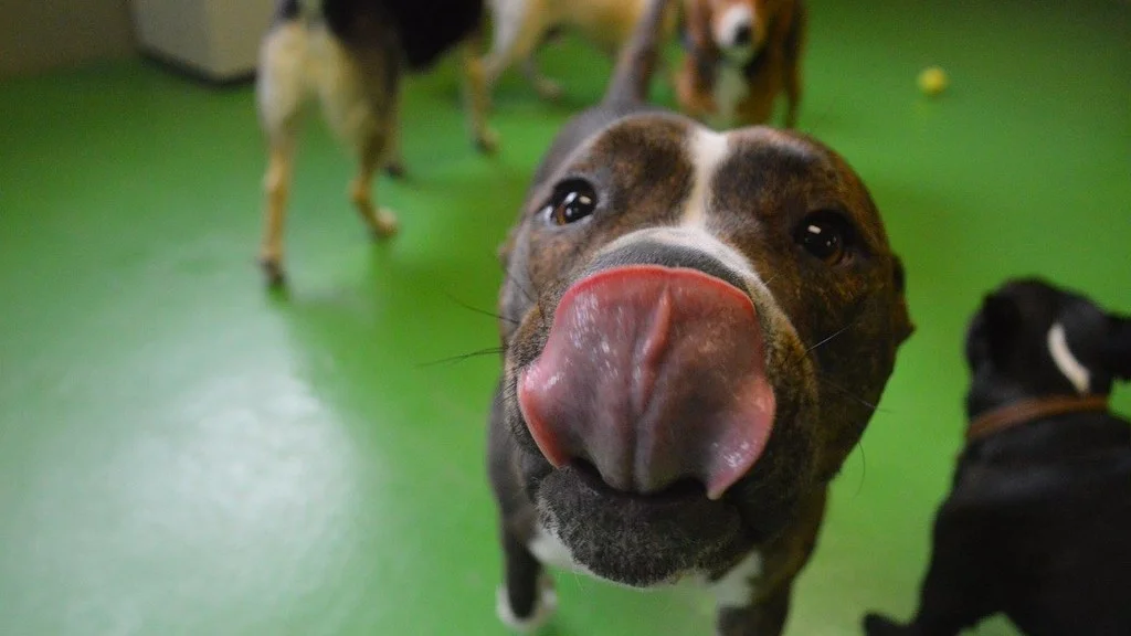 Hva påvirker prognosene til hunder med atferdsproblemer?