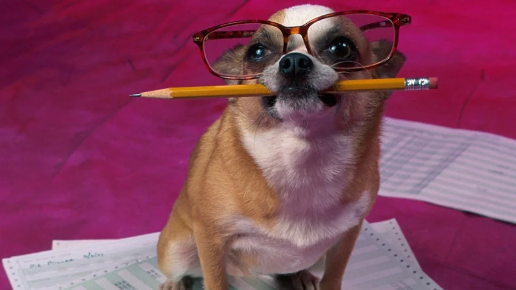 Basisgangen i behandling av atferdsproblemer hos hund