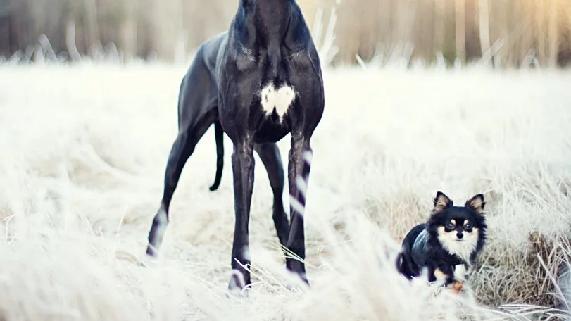 Atferd hos små hunder kontra store hunder