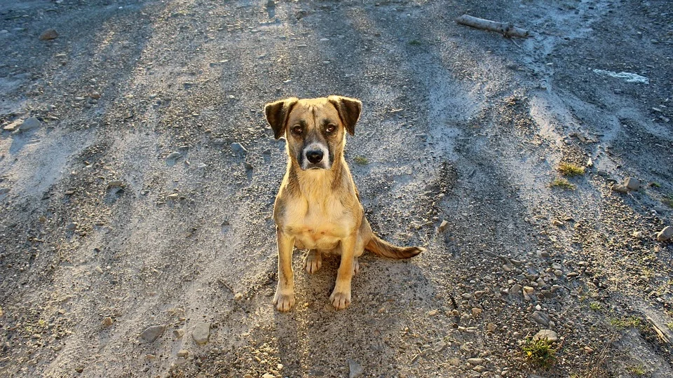 Atferdsproblemer hos hunder som er omplassert