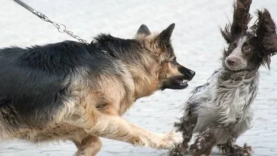 Forebygge aggresjon mellom hunder