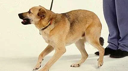 Treningsmetoder og hundevelferd