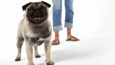 Hvordan finne et godt hundekurs eller en god hundetrener