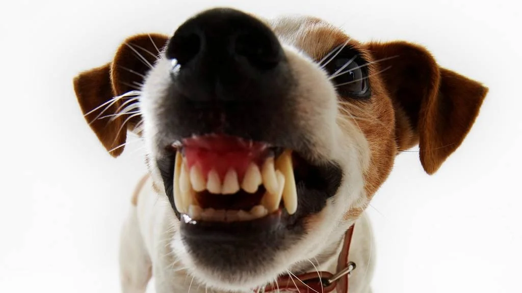 Aggresjon mot mennesker