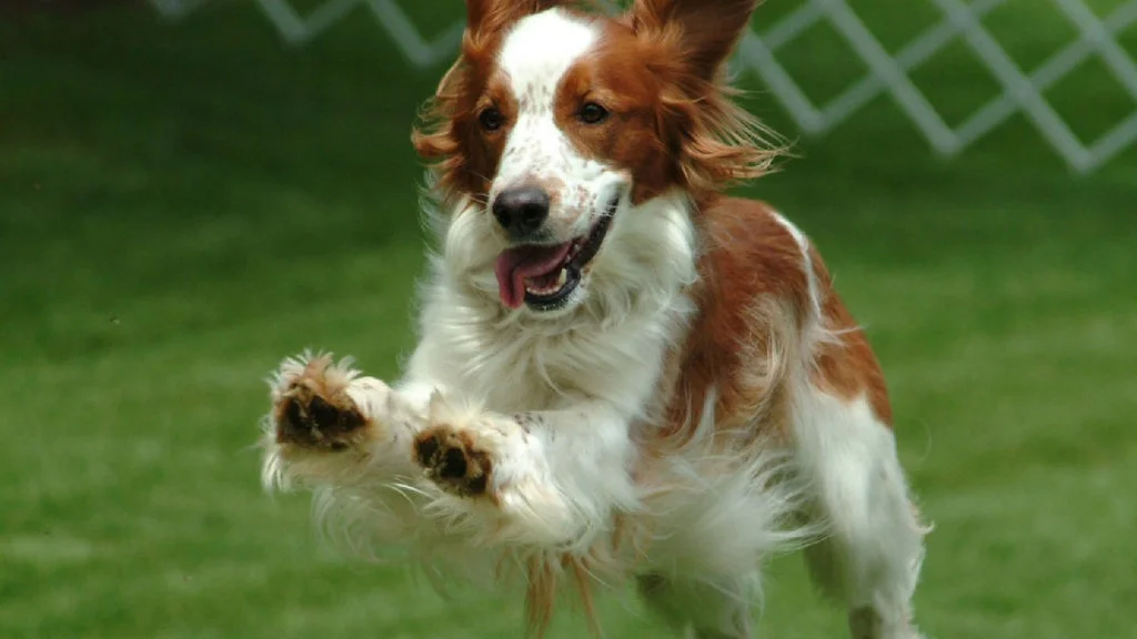 Aktivisering – et nyttig tiltak i behandling av atferdsproblemer?