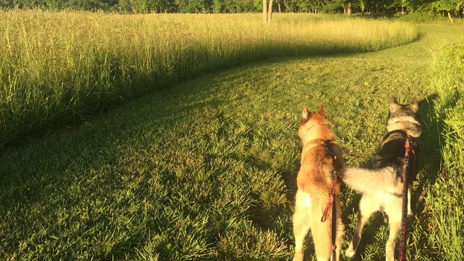 Hunder er ikke mennesker