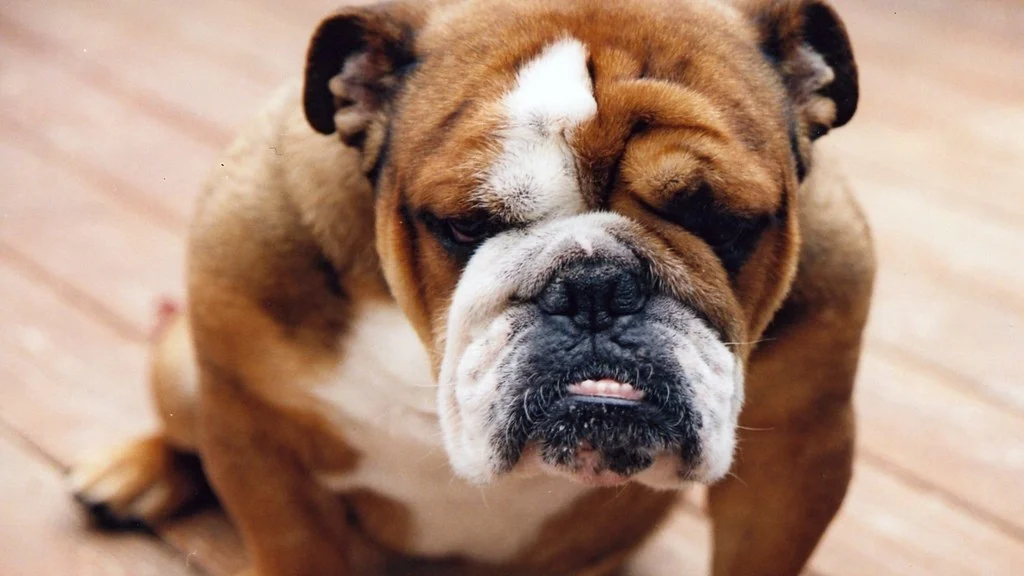 Velferd i hundeavlen