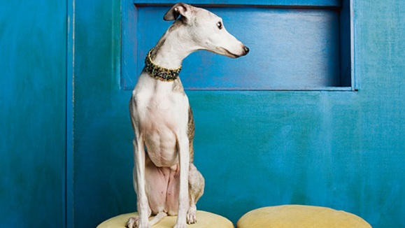 Kan hundeeier gjenkjenne stress hos sin hund?