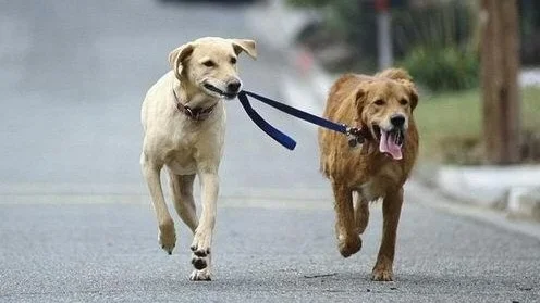 Omplasseringshunder fra utlandet