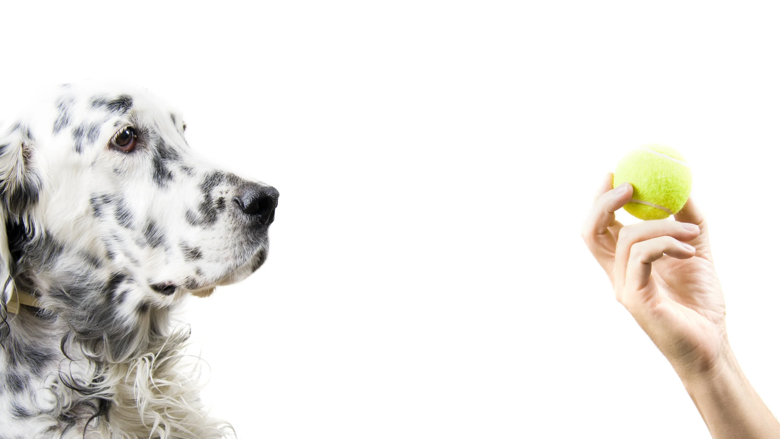 Kurstilbydere til hund og hundeeiere