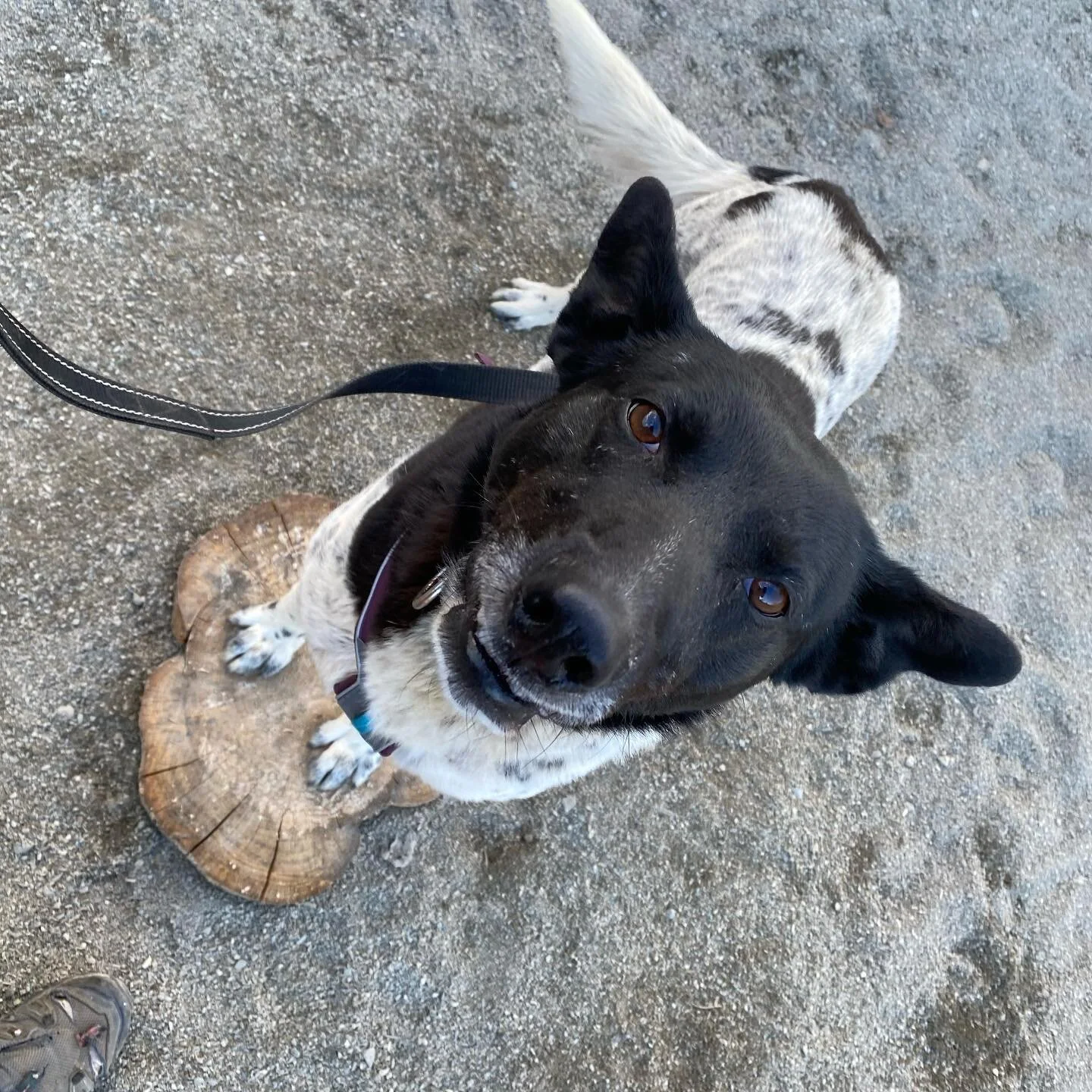 Treningsmetoder og kompetanse