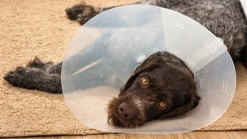 Hormonell påvirkning av atferd og kastrering av hund - en faglig oppdatering