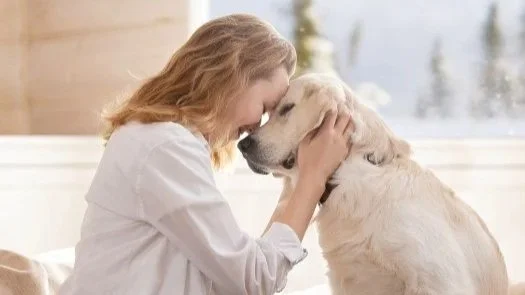 Tilknytning mellom hund og menneske