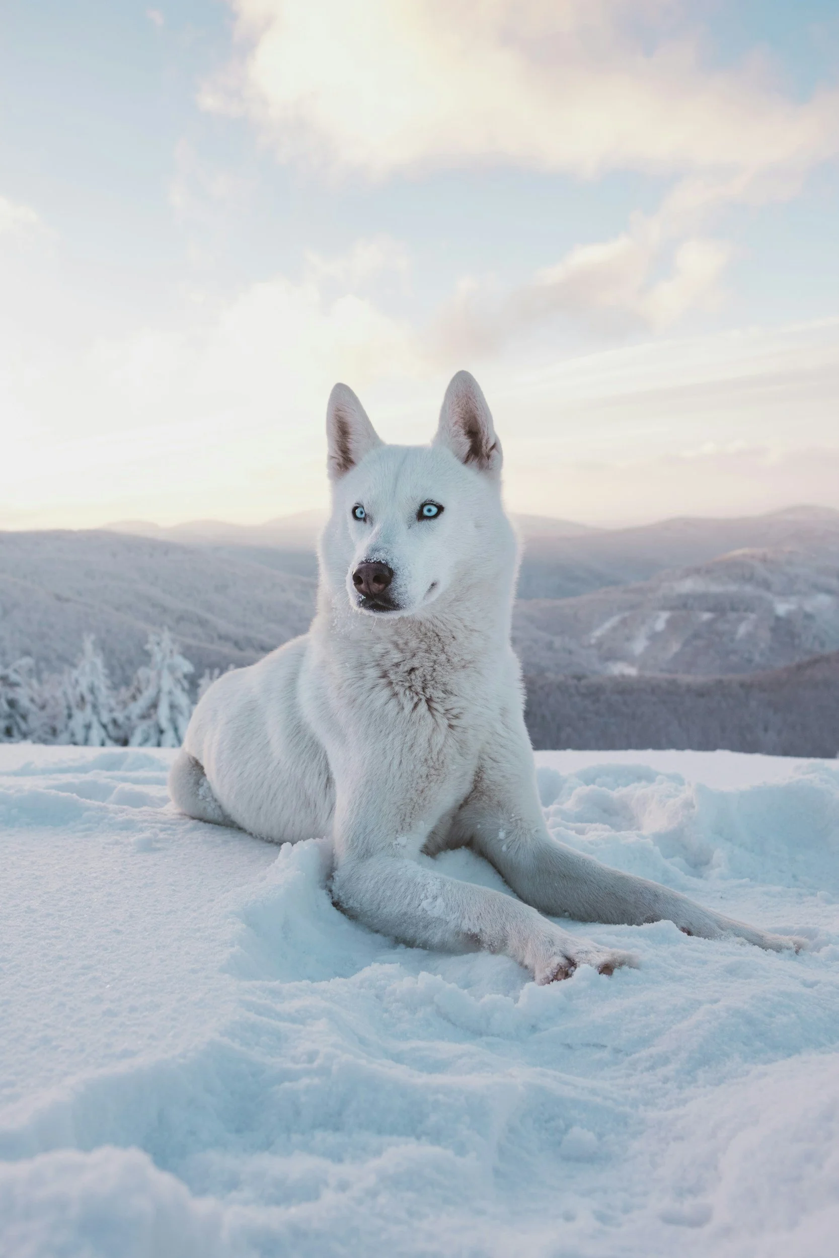 En hvit hund med blå øyne ligger på snøen i en snødekt landskap med snødekte trær og fjell i bakgrunnen, under en skyet himmel.