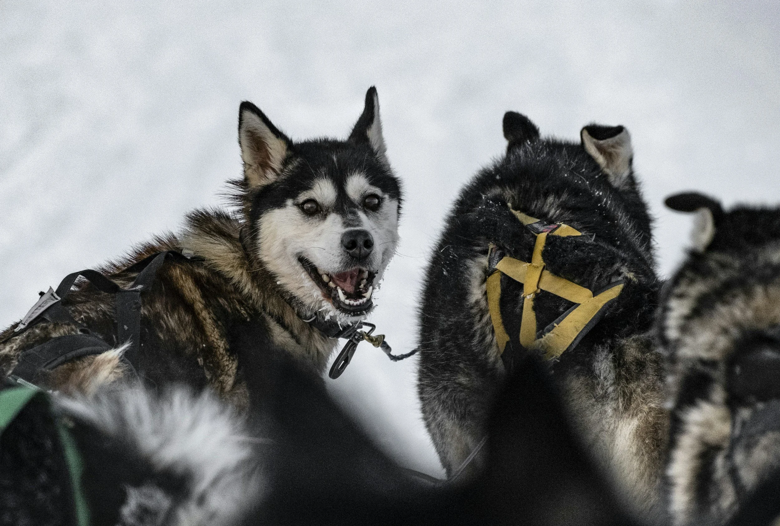 Kastrering av trekkhunder&nbsp;