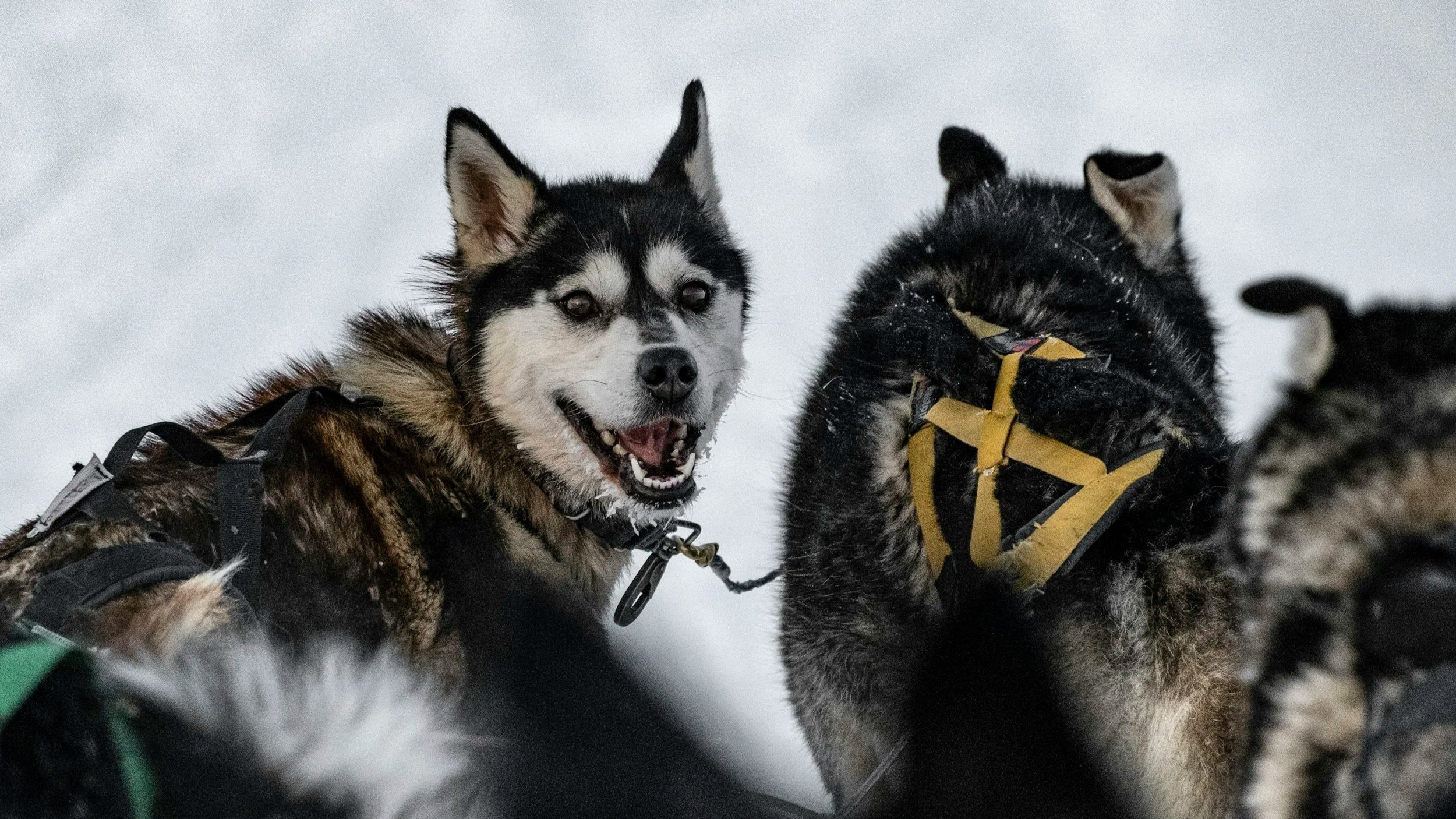 Kastrering av trekkhunder&nbsp;
