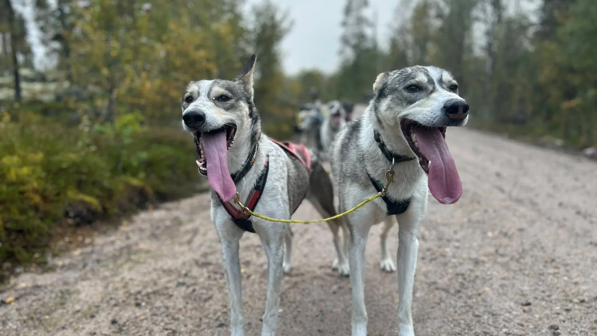 Trygg hundekjøring i et varmere klima