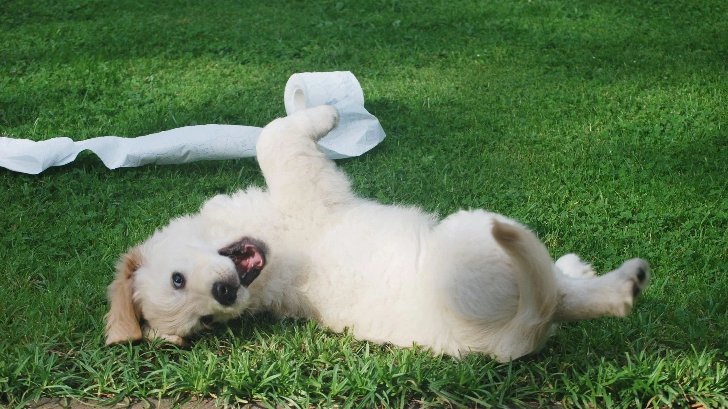 Er hunden ulydig eller frustrert?