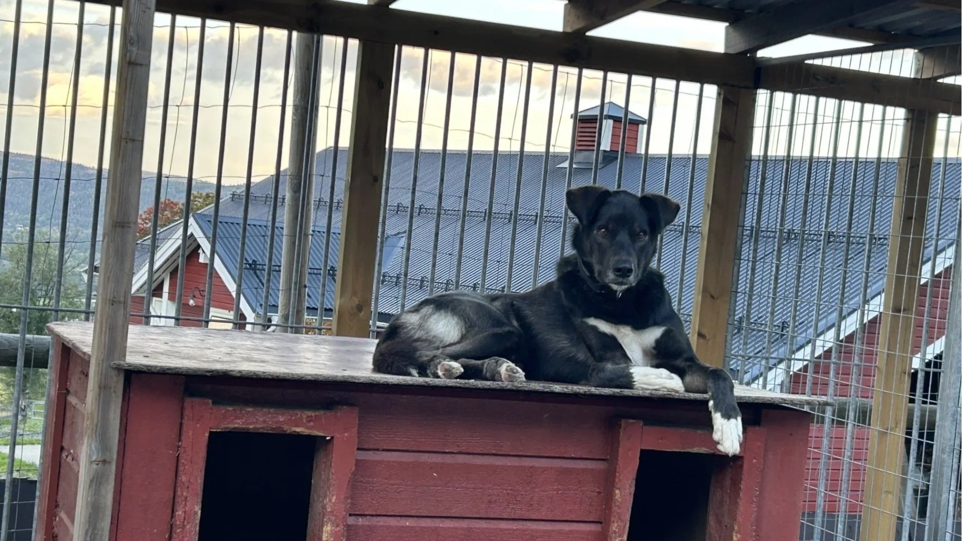 Hundehuset som restitusjonsarena