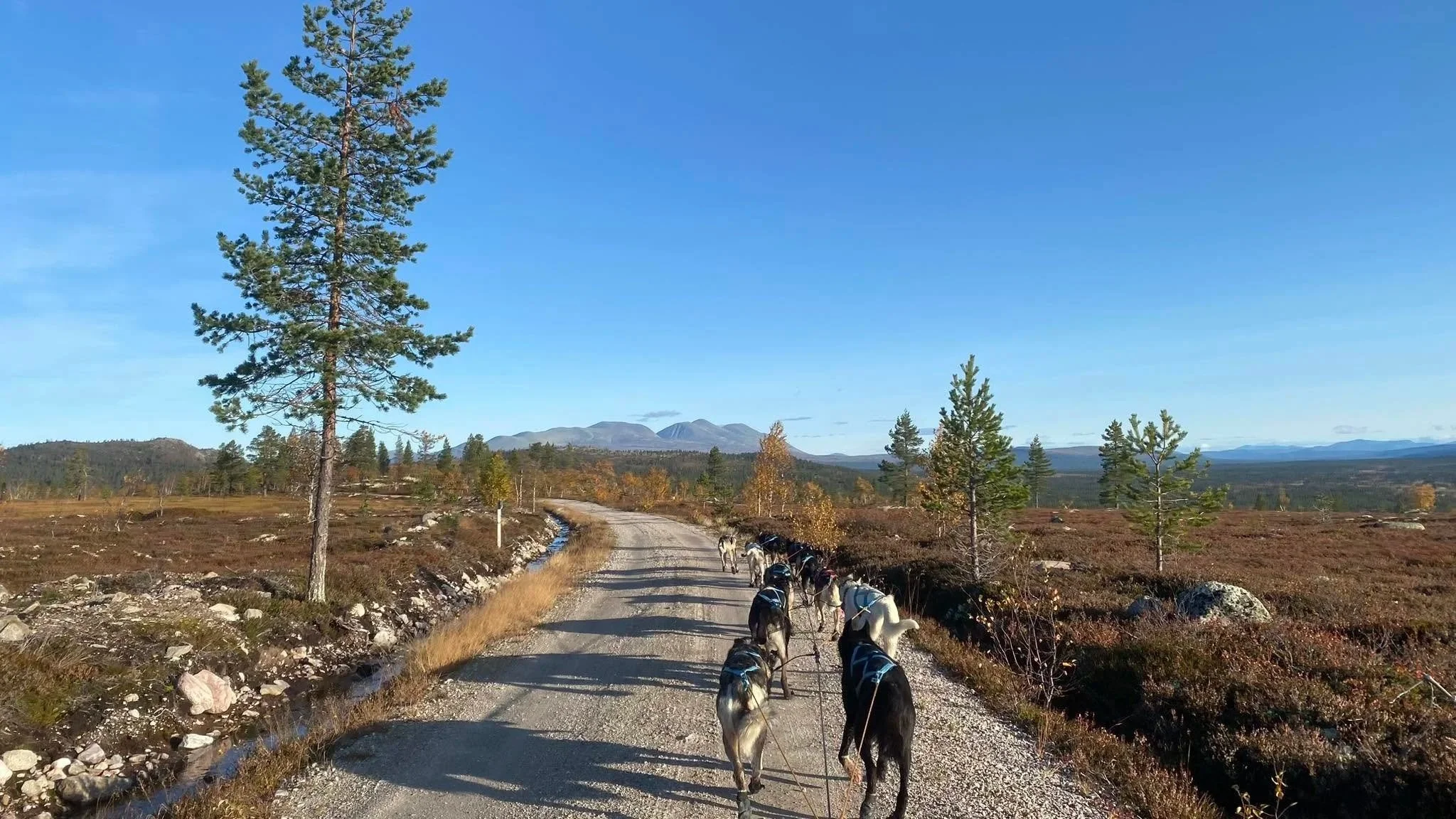 Hundene er klare for høsttreninga. Men er kroppen det?