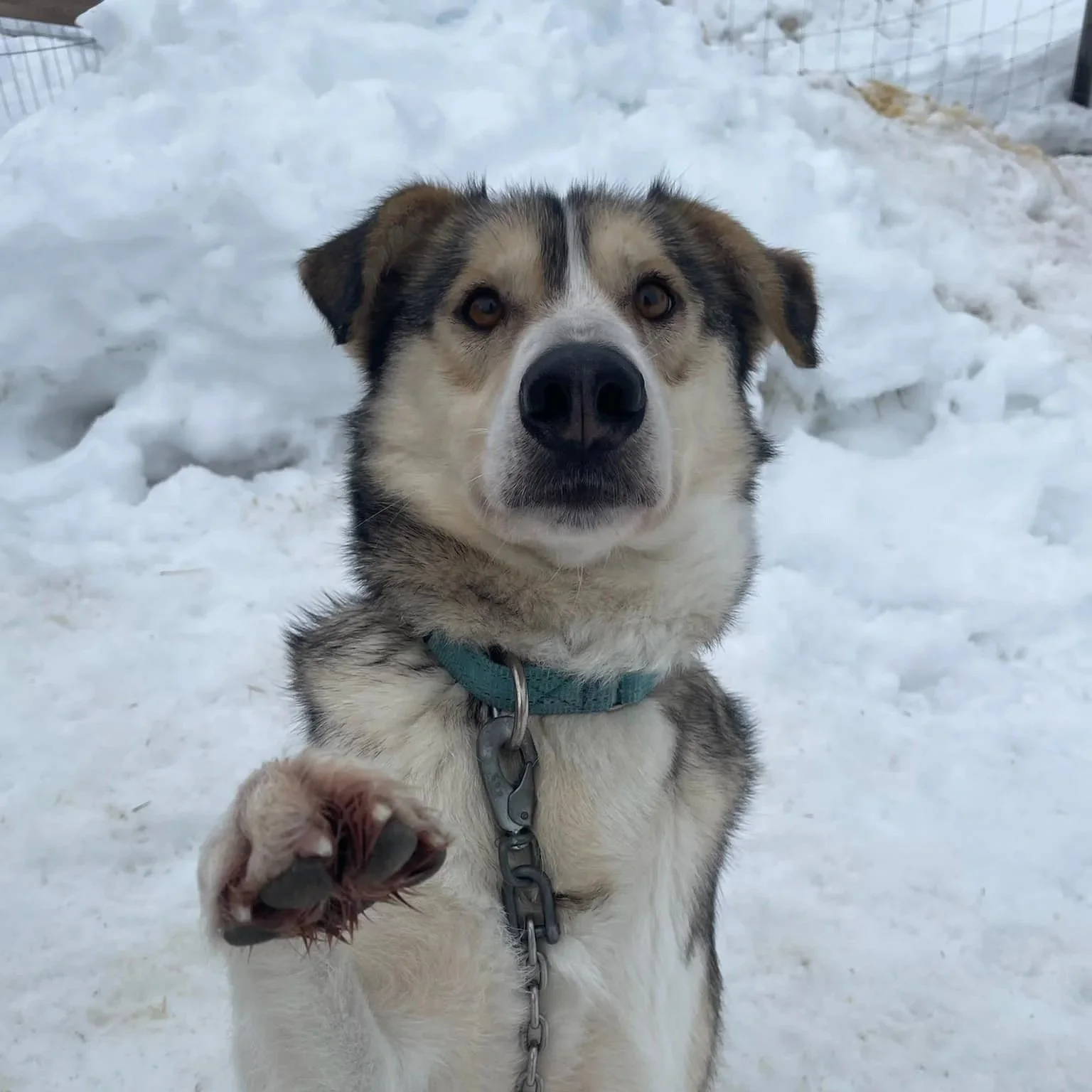 En hund som står i snøen og rekker poten mot kameraet, med snø og en gjerde i bakgrunnen.