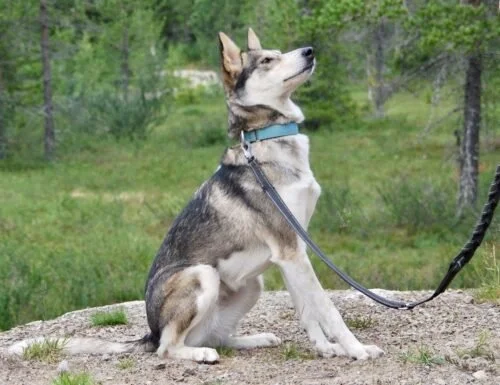 Hunden sitter på en stein omgitt av grønn vegetasjon og trær, med en blå halsbånd og kobbel.