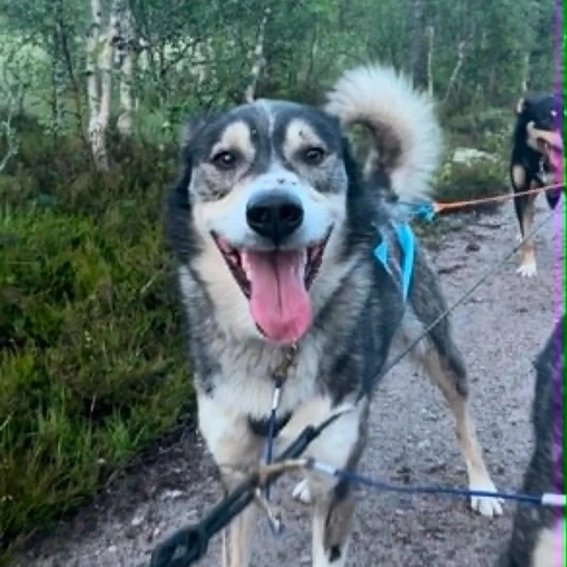 En rask hund på tur i skogen.