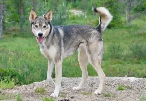 Hund stående på jord, omgitt av grønt gras og trær i bakgrunnen.