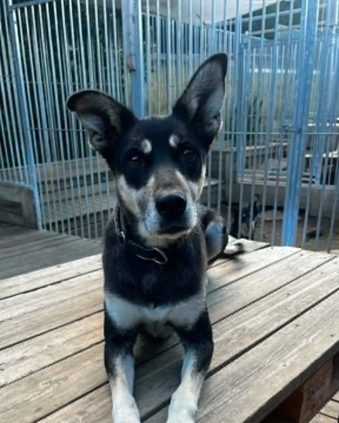 En hund med svart og hvitt pels, sittende på en trebenk foran en metallbur.