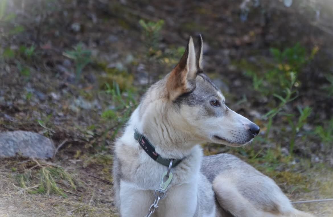 Søramerikansk hund med to ørne ører, sittende på bakken blant grønne planter.