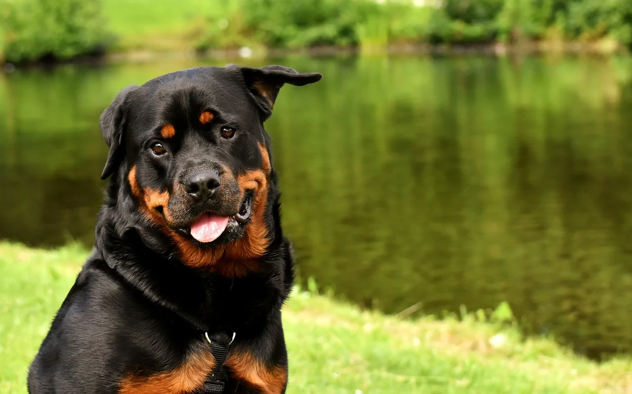 rottweiler with tongue out.jpg