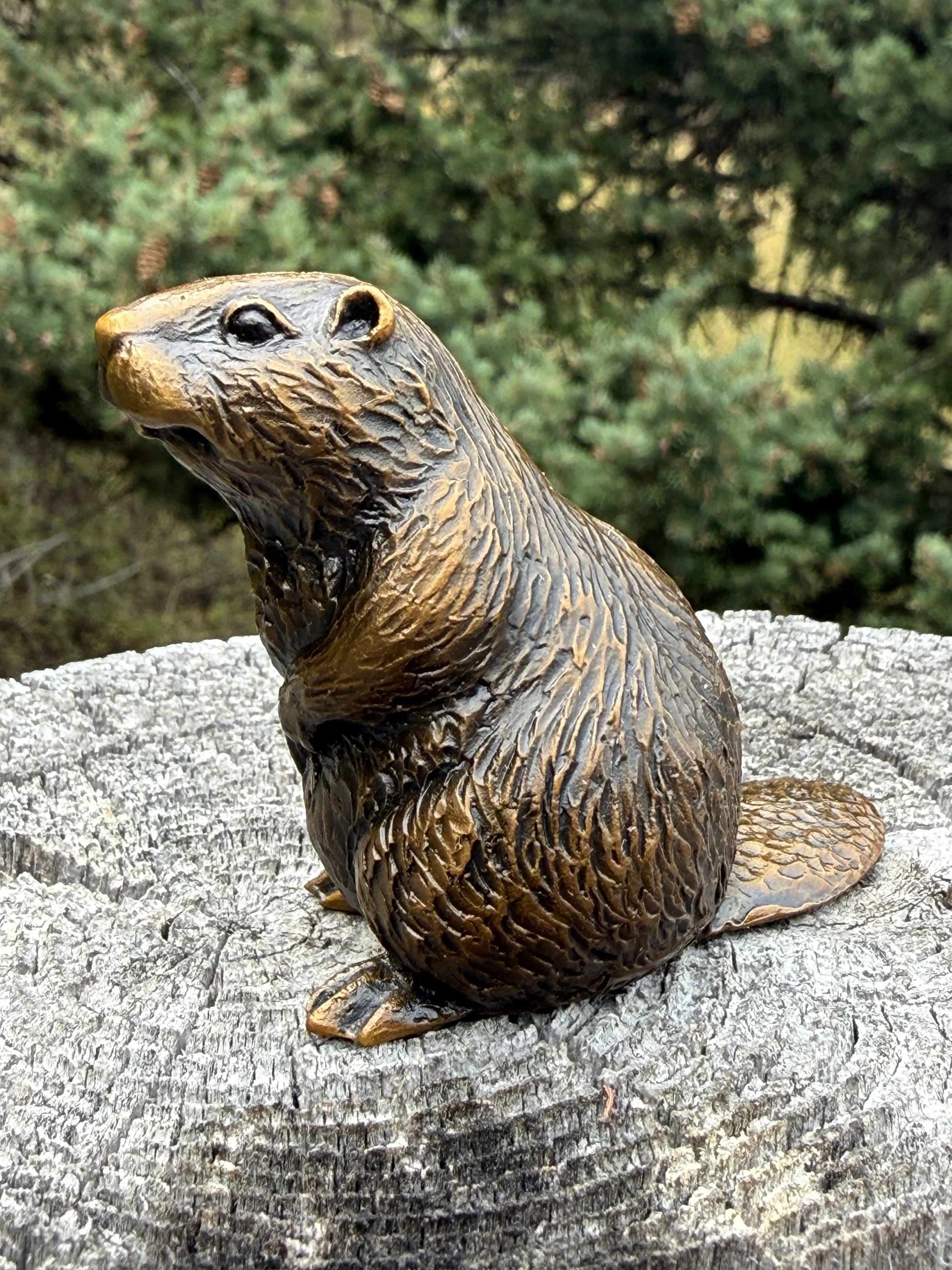 Beaver 3.JPG