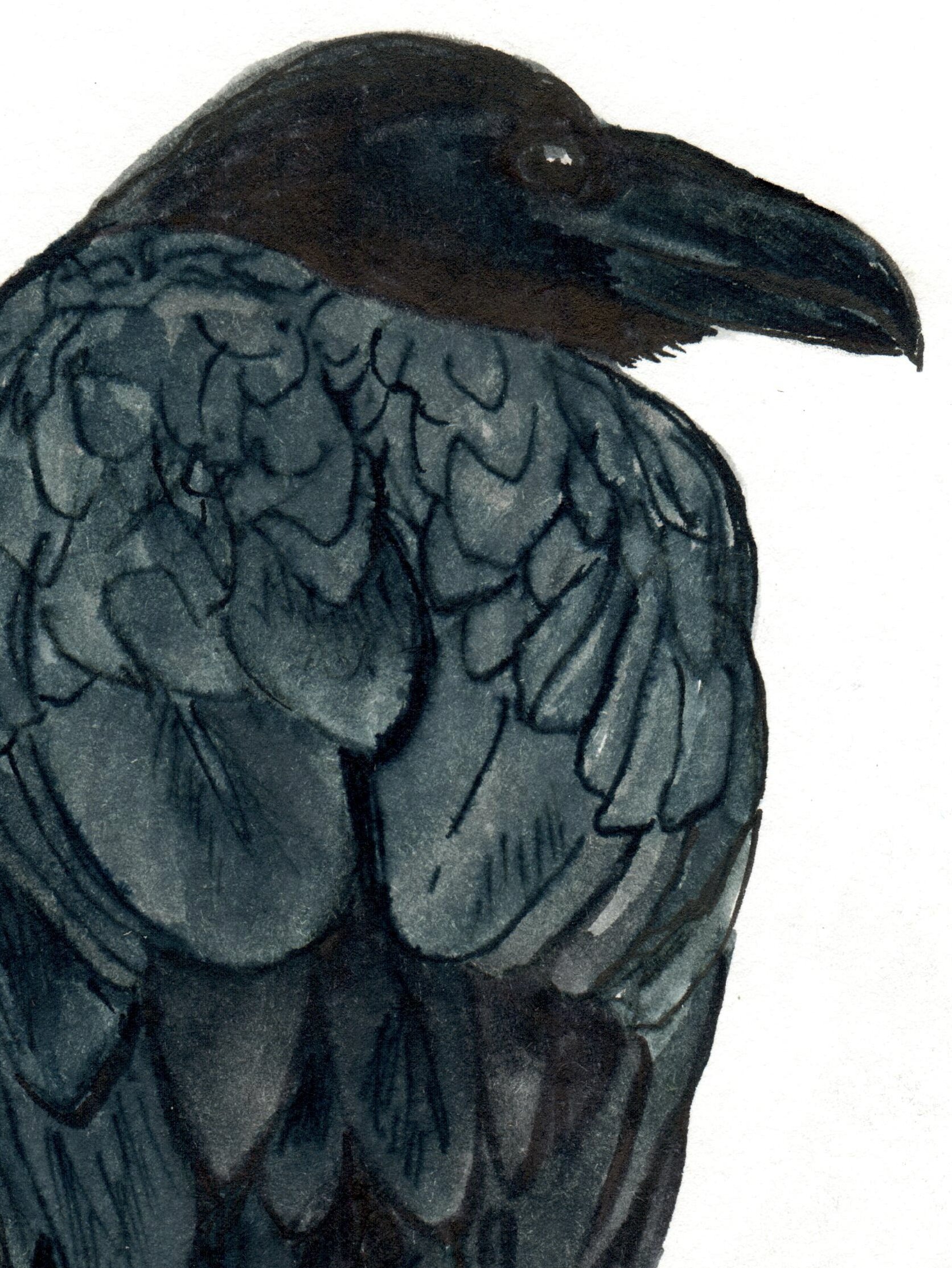 INKtober_2026_Raven_detail.jpg