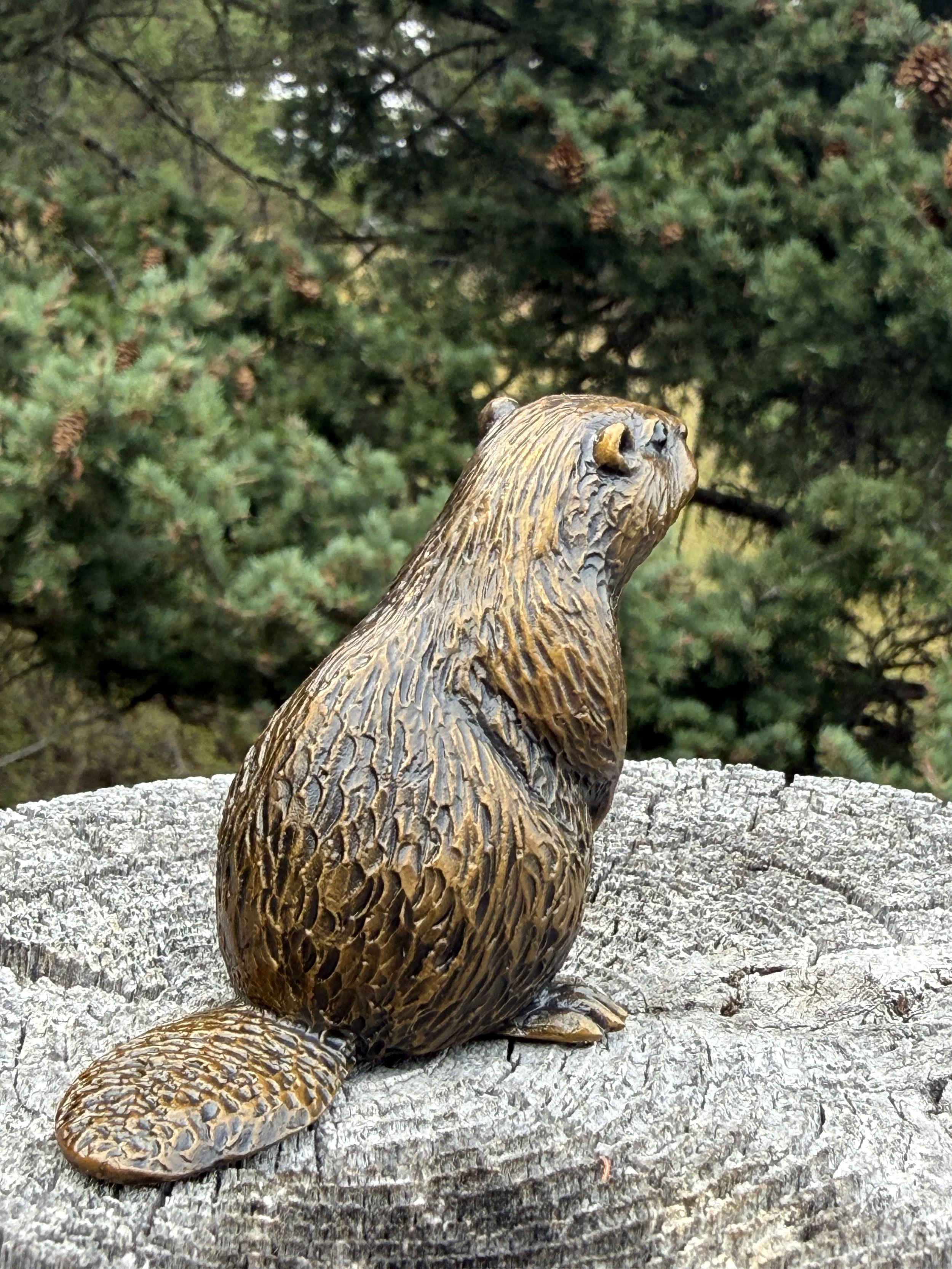 Beaver 6.JPG