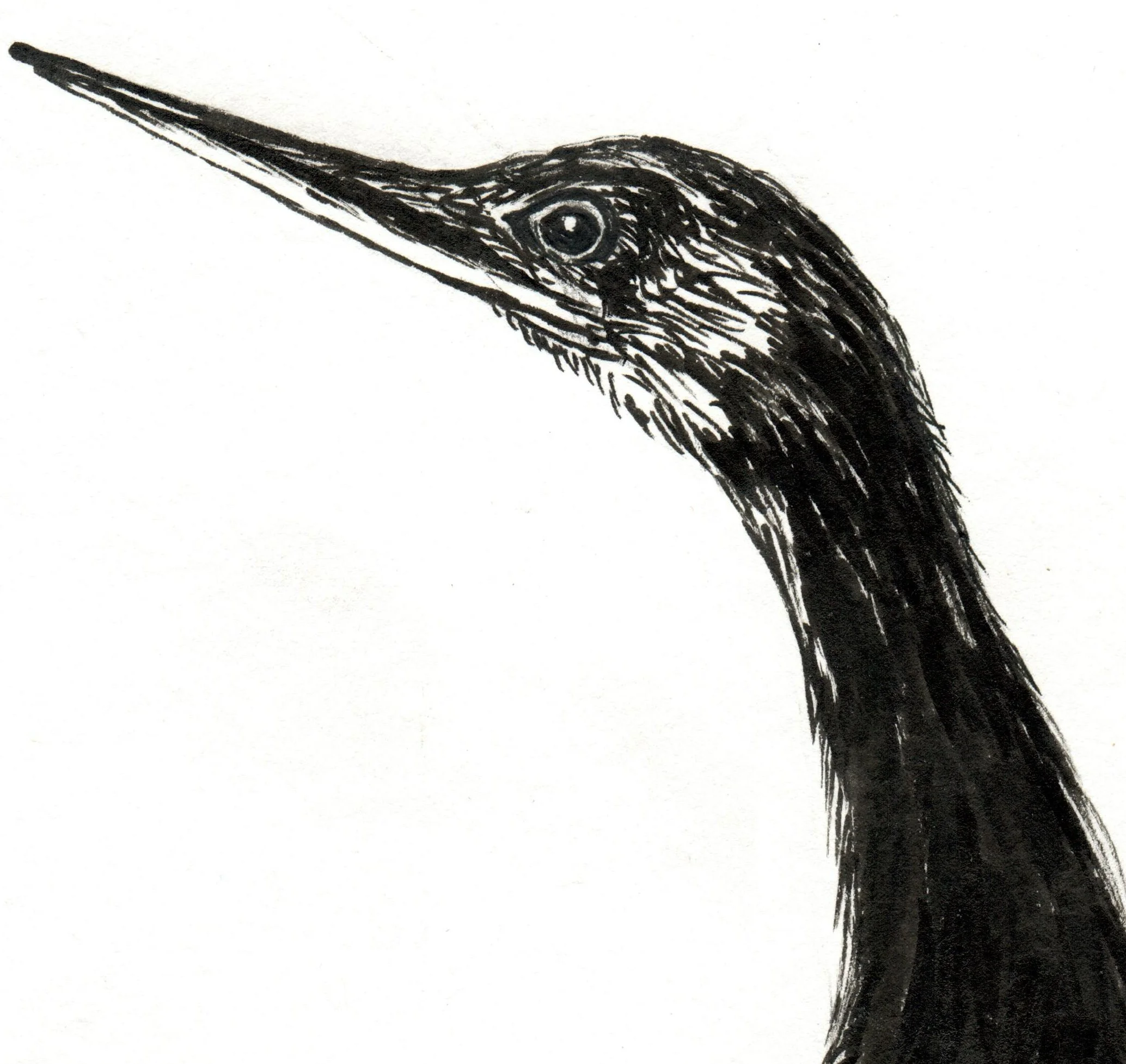 INKtober_2026_05_BirdLongNeck_detail.jpg